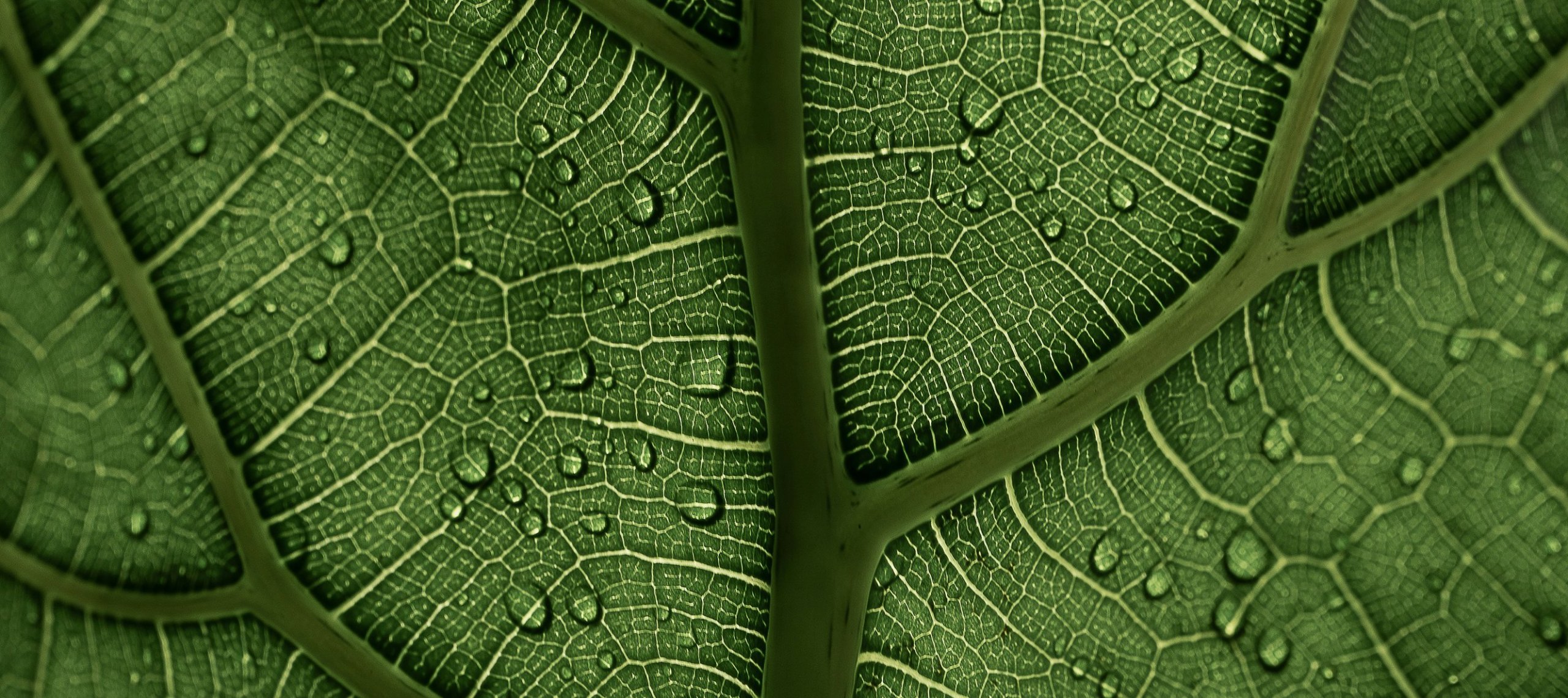 Anima Virentis: In Fluxu Temporis