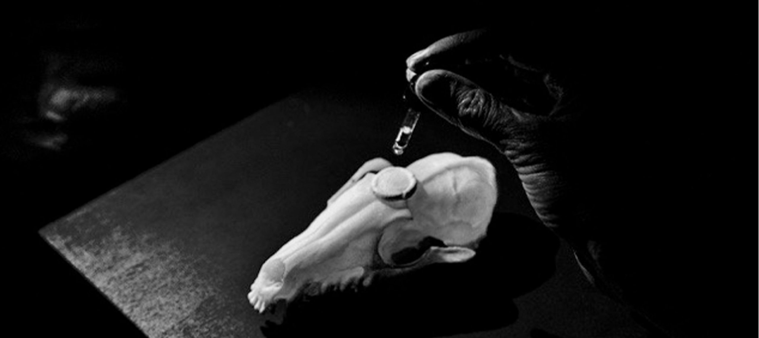 Malleus Maleficarum: Tales Of The Dead Performance